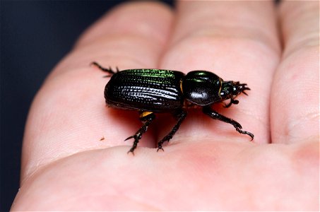 Rhinoceros Beetle (Scarabaeidae, Dynastinae, Phileurini)