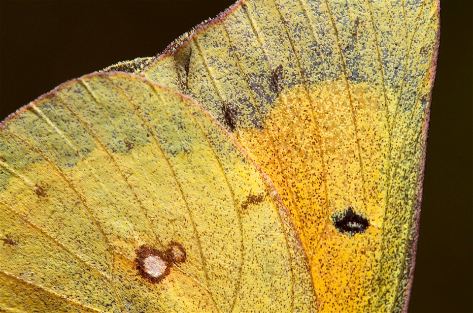 Orange Sulphur (Pieridae, Colias eurytheme)