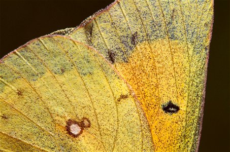 Orange Sulphur (Pieridae, Colias eurytheme)