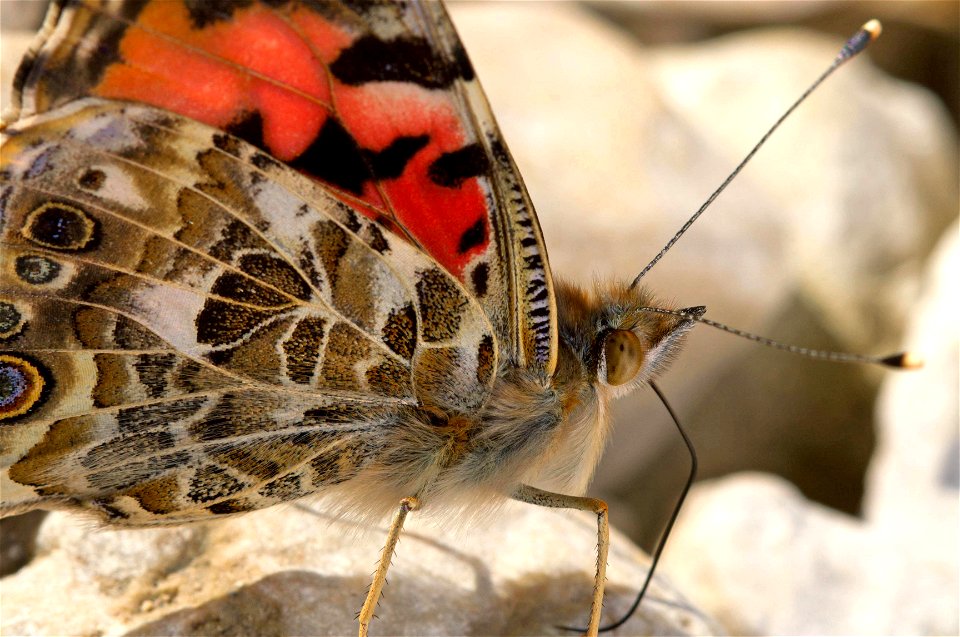 Painted Lady (Nymphalidae, Vanessa cardui)