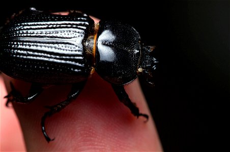 Rhinoceros Beetle (Scarabaeidae, Dynastinae, Phileurini) photo