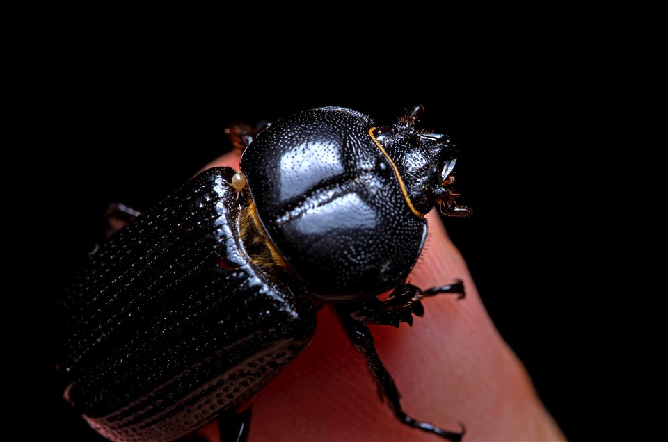 Rhinoceros Beetle (Scarabaeidae, Dynastinae, Phileurini)