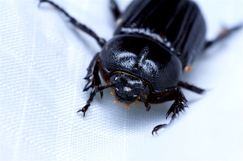 Rhinoceros Beetle (Scarabaeidae, Dynastinae, Phileurini)