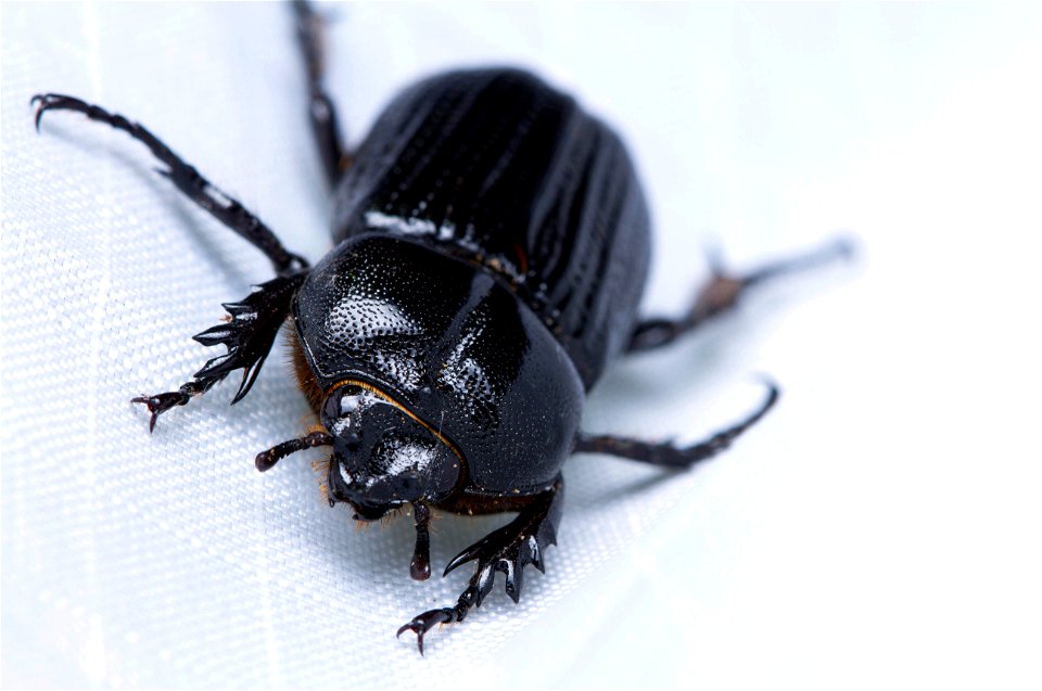 Rhinoceros Beetle (Scarabaeidae, Dynastinae, Phileurini)
