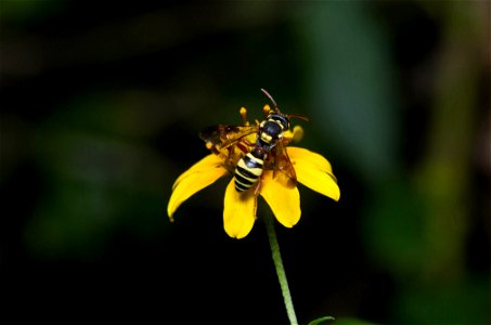 Nomad Bee (Apidae, Nomada sp.)