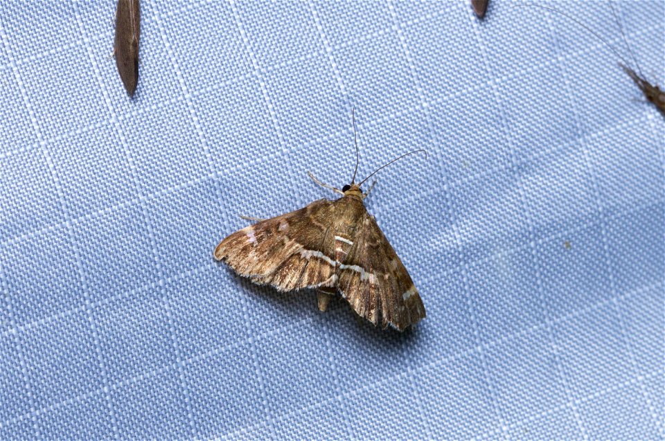 Spotted Beet Webworm Moth (Crambidae, Hymenia perspectalis)