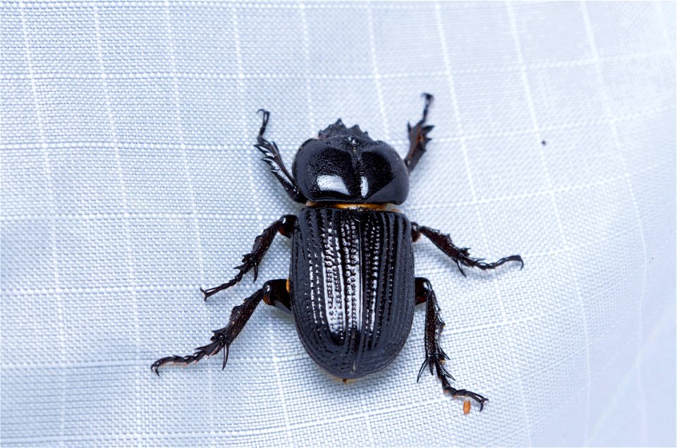 Rhinoceros Beetle (Scarabaeidae, Dynastinae, Phileurini)