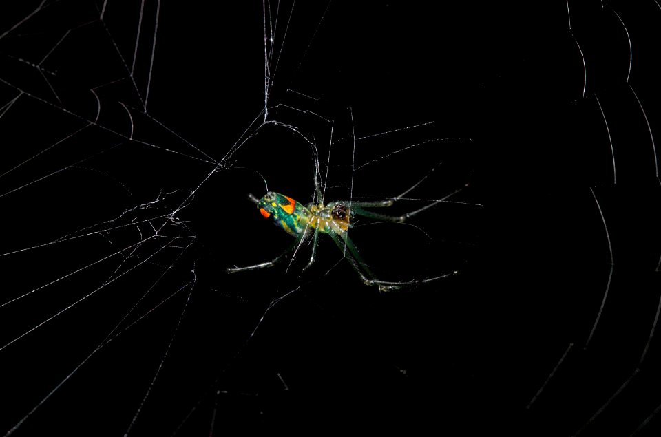 Orchard Orbweaver (Tetragnathidae, Leucauge venusta)