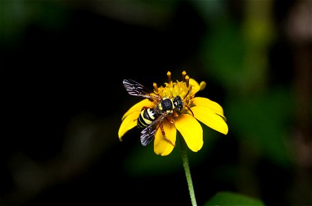 Nomad Bee (Apidae, Nomada sp.)