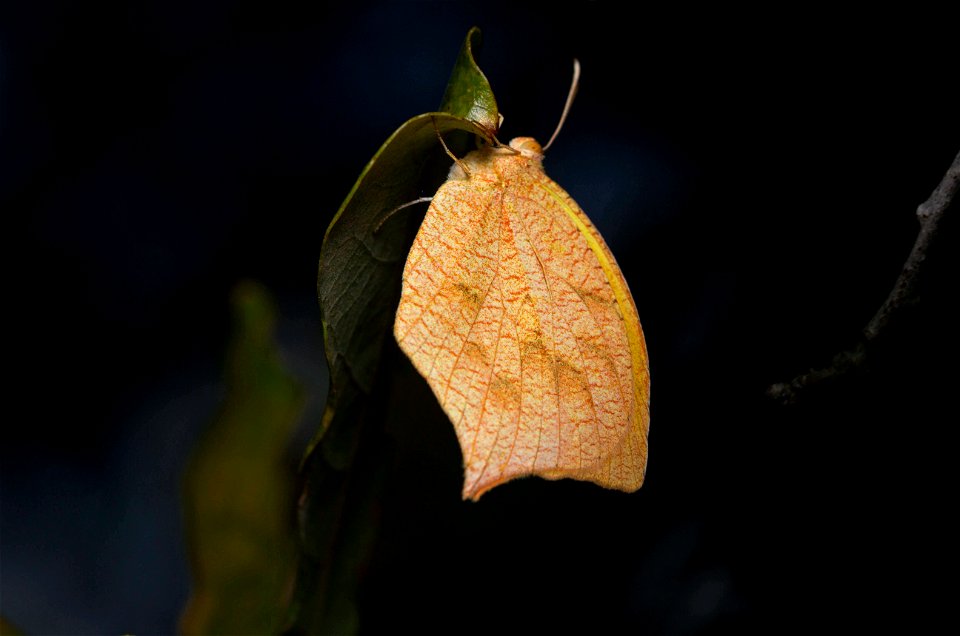 Tailed Orange (Pieridae, Pyrisitia proterpia)
