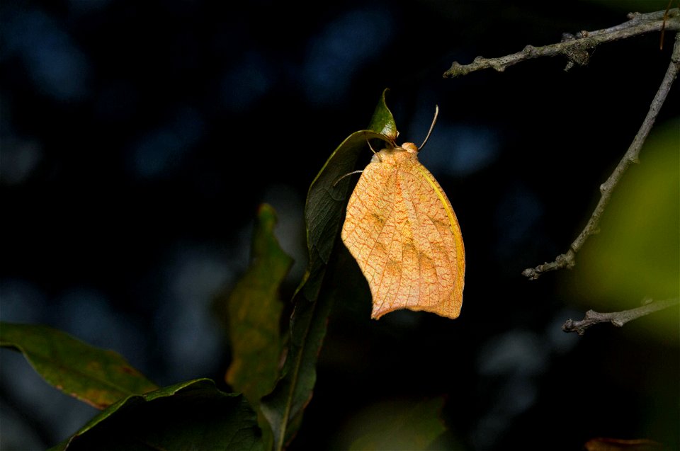 Tailed Orange (Pieridae, Pyrisitia proterpia)