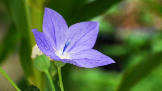 Spring flowers nature beautiful