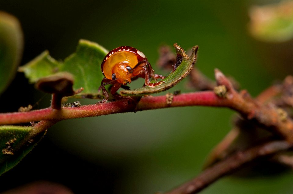 Sumac Flea Beetle (Chrysomelidae, Blepharida rhois)