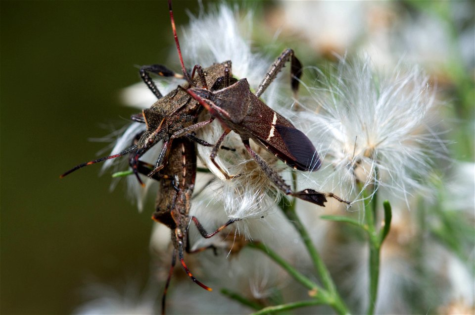 Eastern Leaf-footed Bug (Coreidae, Leptoglossus phyllopus)
