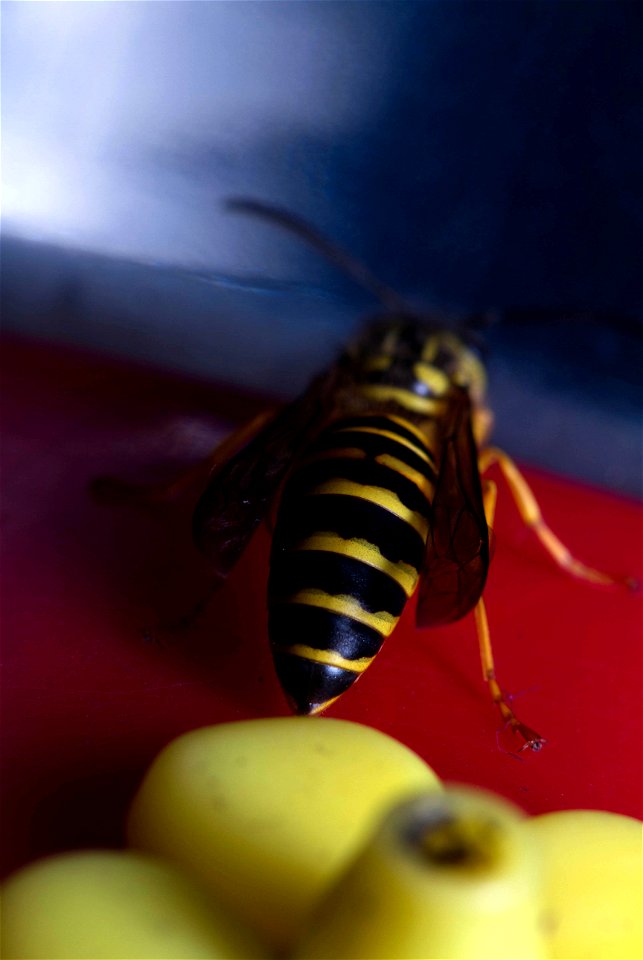 Southern Yellowjacket (Vespidae, Vespula squamosa)