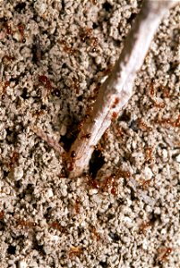 Red Imported Fire Ant (Myrmicinae, Solenopsis invicta)