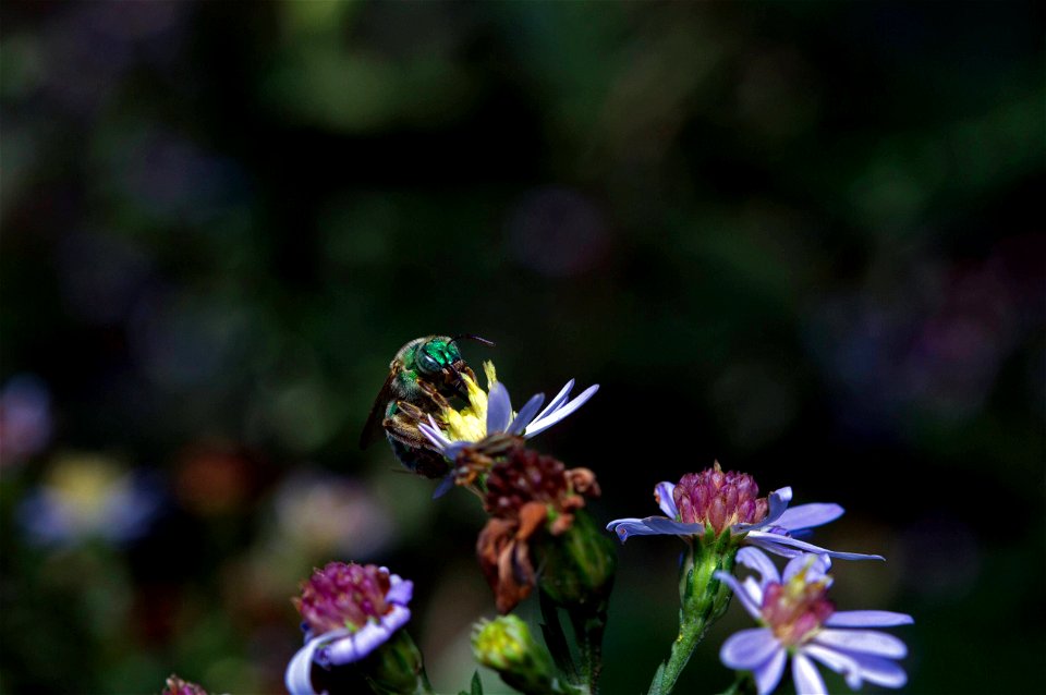 Metallic Green Bee (Halictidae, Agapostemon sp.)