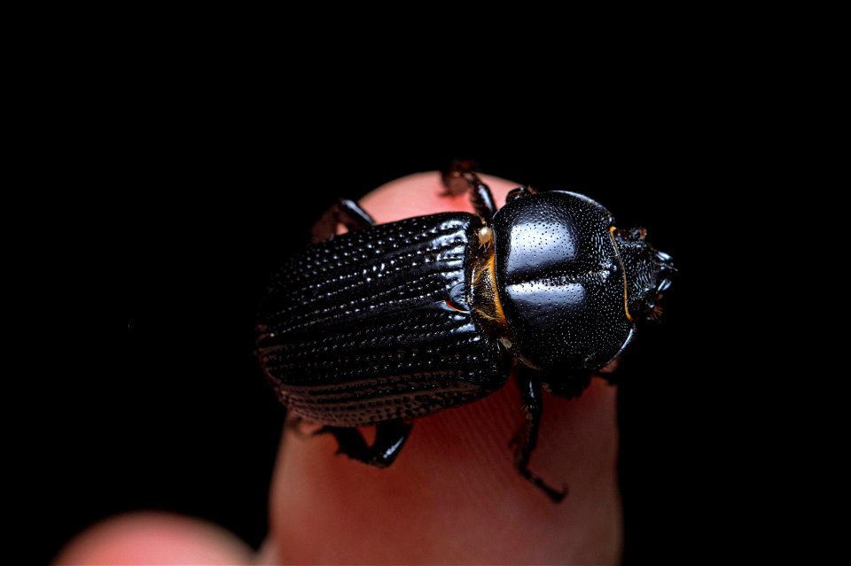 Rhinoceros Beetle (Scarabaeidae, Dynastinae, Phileurini)