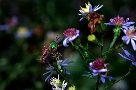 Metallic Green Bee (Halictidae, Agapostemon sp.) photo