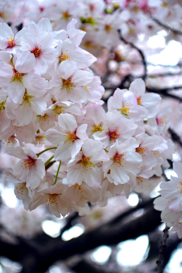 Spring pink blossom