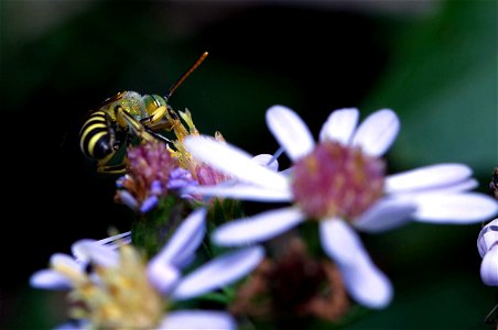 Texas Agapostemon (Halictidae, Agapostemon texanus) photo