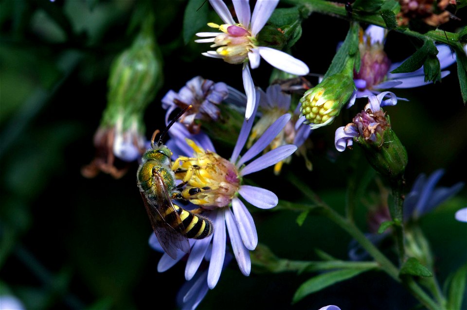 Texas Agapostemon (Halictidae, Agapostemon texanus)