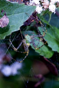Green Lynx Spider (Oxyopidae, Peucetia viridens)