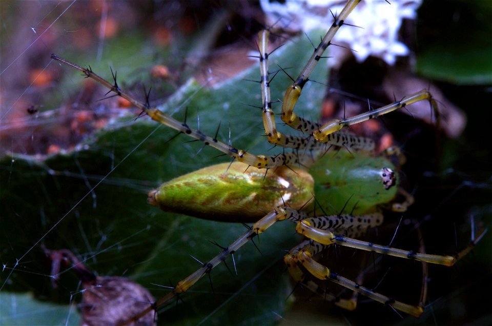 Green Lynx Spider (Oxyopidae, Peucetia viridens)