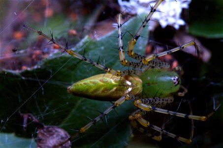 Green Lynx Spider (Oxyopidae, Peucetia viridens)