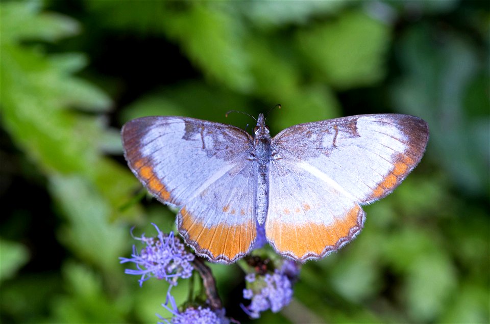 Common Mestra (Nymphalidae, Mestra amymone) photo