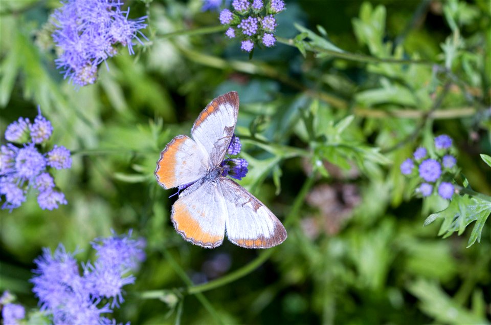 Common Mestra (Nymphalidae, Mestra amymone) photo