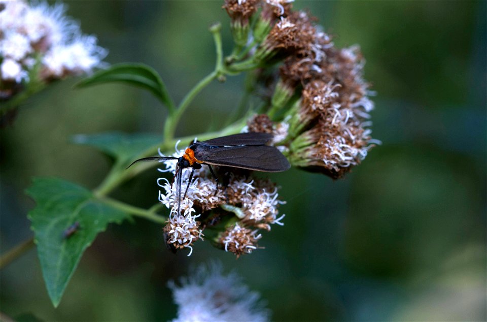 Yellow-collared Scape Moth (Erebidae, Cisseps fulvicollis)