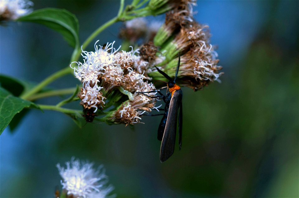 Yellow-collared Scape Moth (Erebidae, Cisseps fulvicollis)