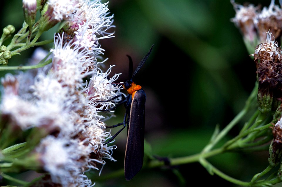 Yellow-collared Scape Moth (Erebidae, Cisseps fulvicollis)