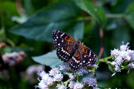 Texas Crescent (Nymphalidae, Anthanassa texana) photo