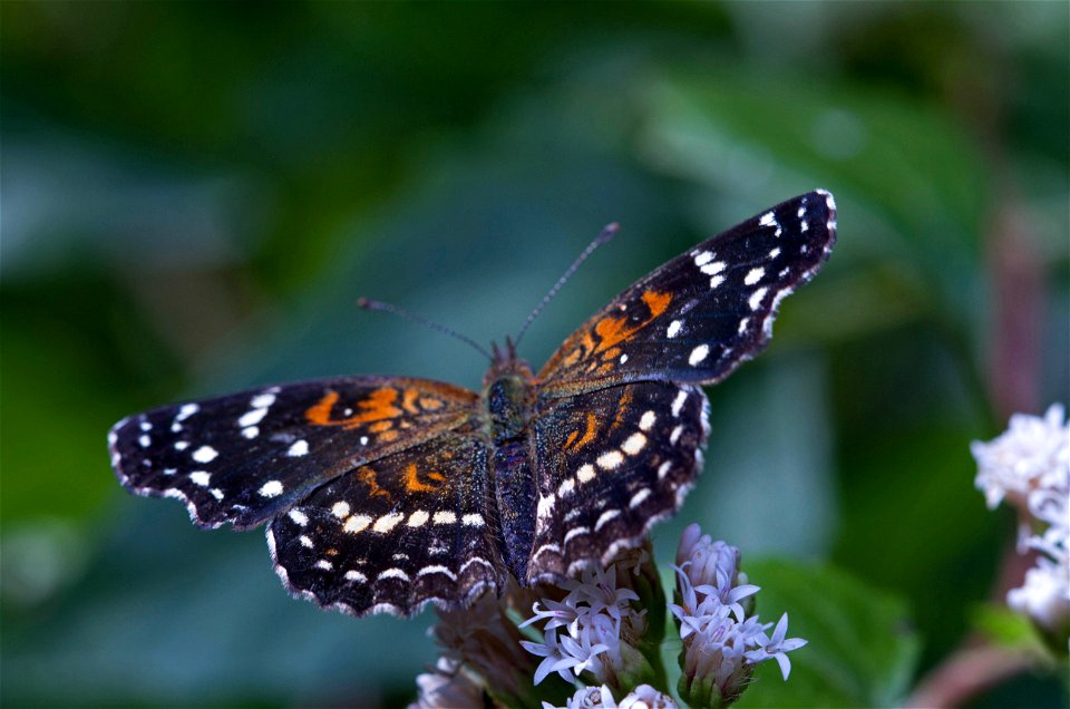 Texas Crescent (Nymphalidae, Anthanassa texana)