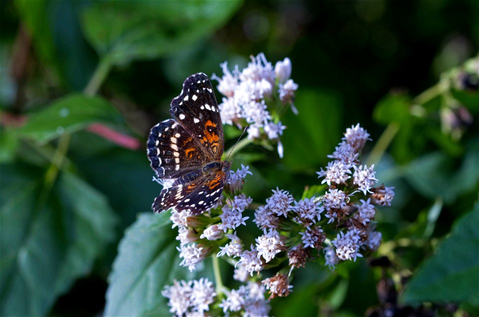 Texas Crescent (Nymphalidae, Anthanassa texana) photo