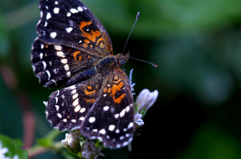 Texas Crescent (Nymphalidae, Anthanassa texana)