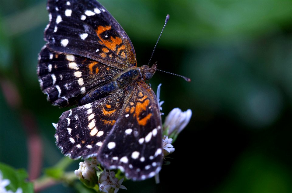 Texas Crescent (Nymphalidae, Anthanassa texana) photo