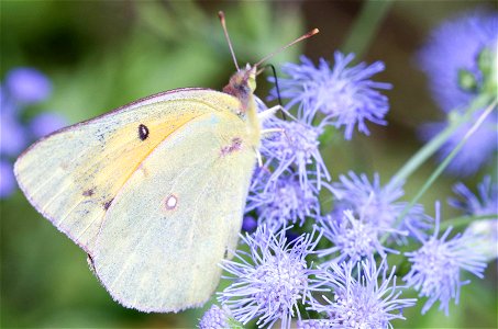 Orange Sulphur (Pieridae, Colias eurytheme)