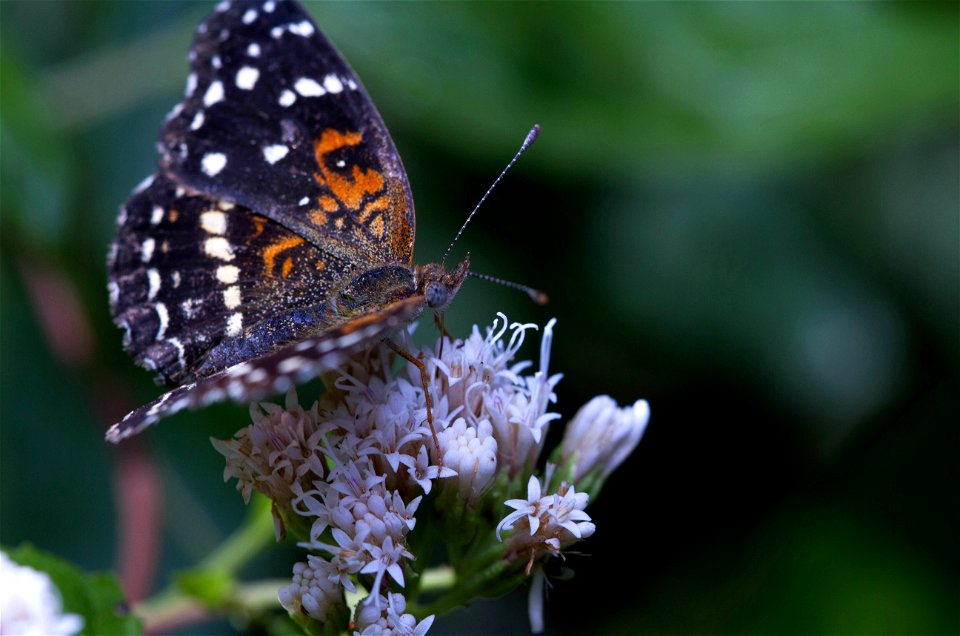 Texas Crescent (Nymphalidae, Anthanassa texana) photo