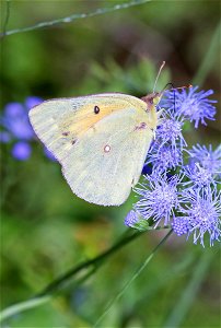 Orange Sulphur (Pieridae, Colias eurytheme)