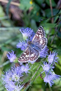 Checkered Skipper (Hesperiidae, Pyrgus sp.)