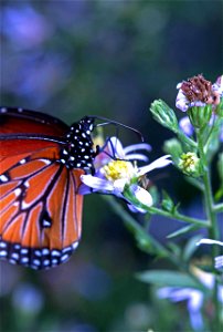 Queen Butterfly (Nymphalidae, Danaus gilippus)
