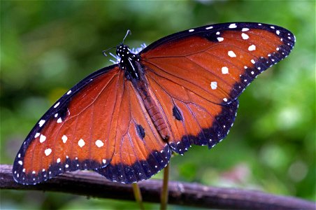 Queen Butterfly (Nymphalidae, Danaus gilippus)