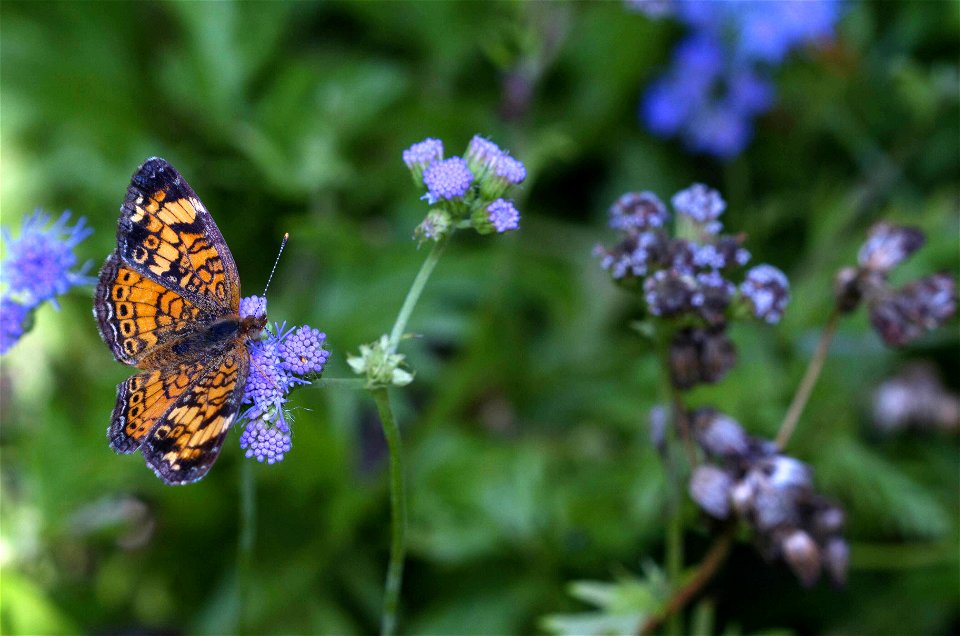 Pearl Crescent (Nymphalidae, Phyciodes phaon) photo