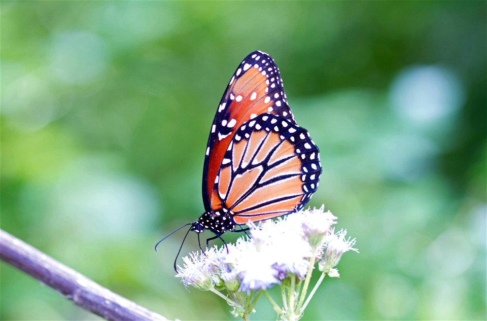 Queen Butterfly (Nymphalidae, Danaus gilippus) photo