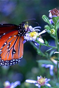 Queen Butterfly (Nymphalidae, Danaus gilippus) photo
