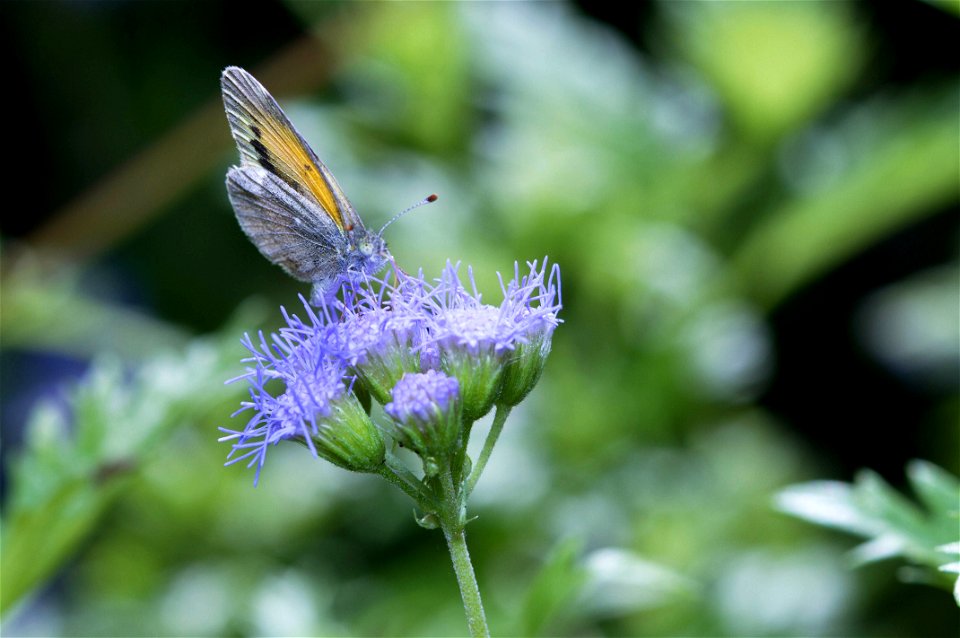 Dainty Sulphur (Pieridae, Nathalis iole)