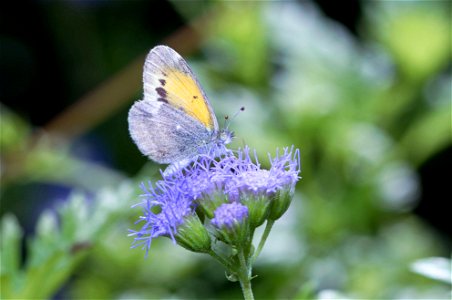 Dainty Sulphur (Pieridae, Nathalis iole) photo